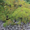 紅葉の始まり