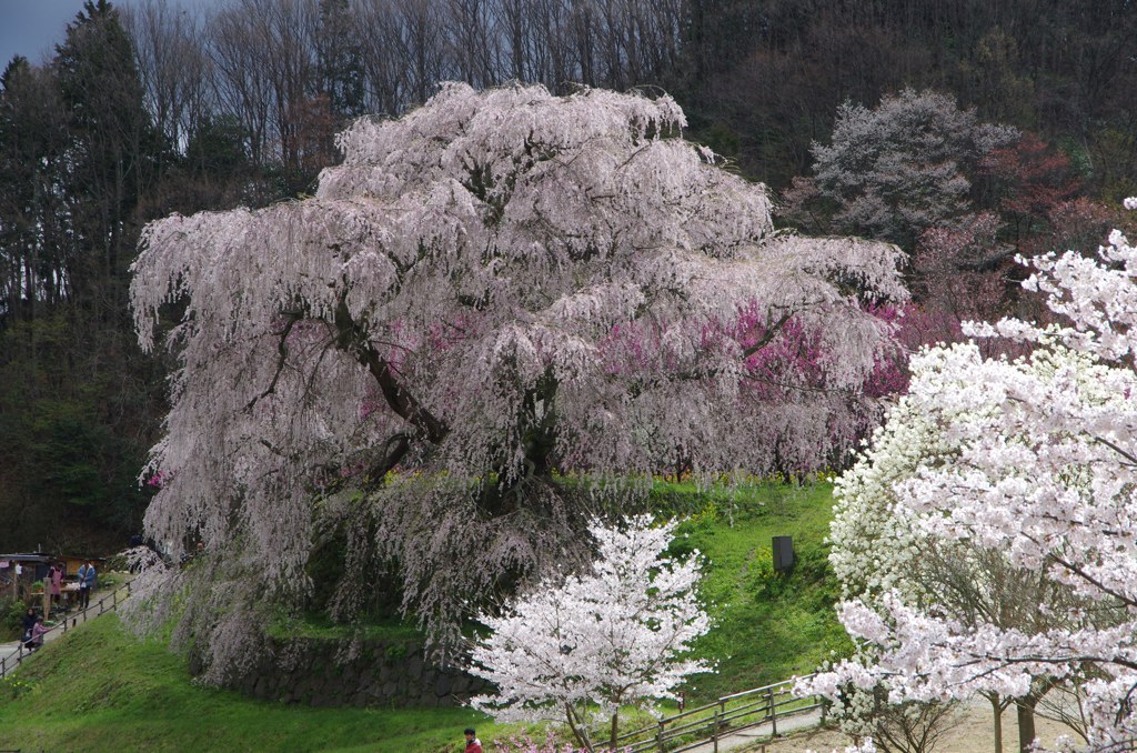 平成最後の又兵衛桜　2019.4.11.
