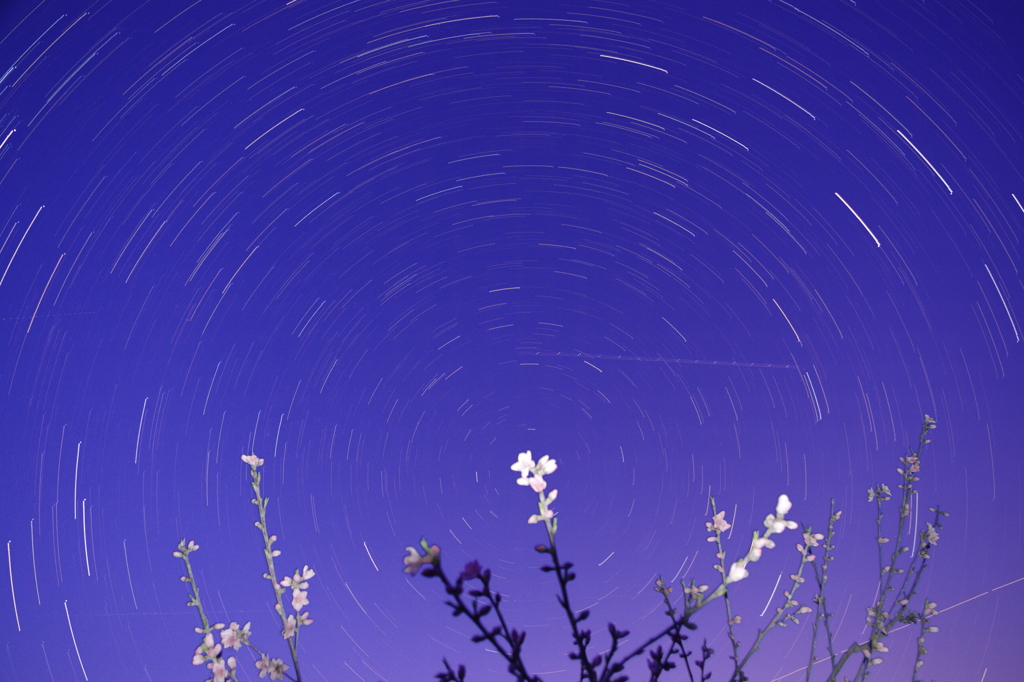 桃花コンポ