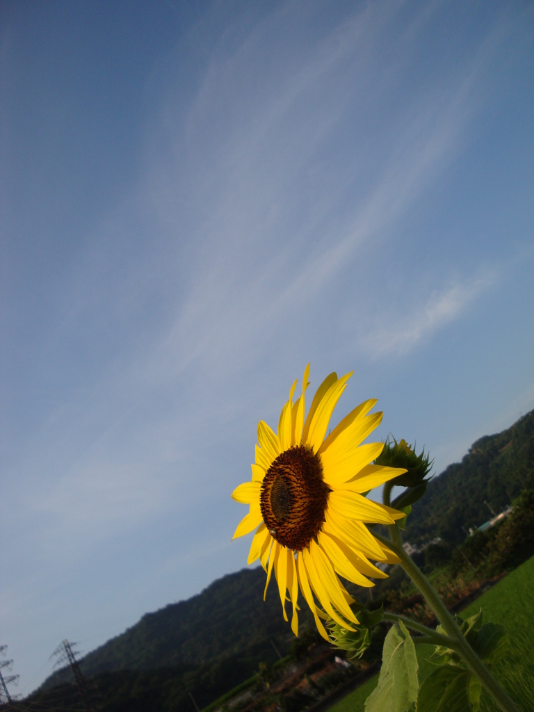 夏色