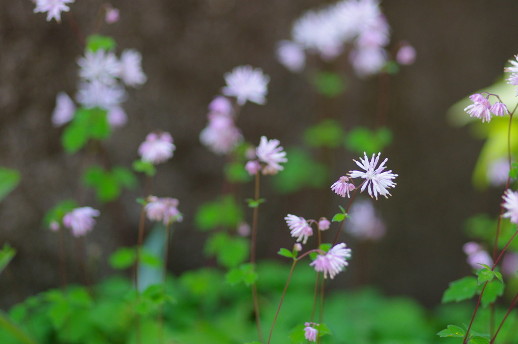 花美Ⅱ