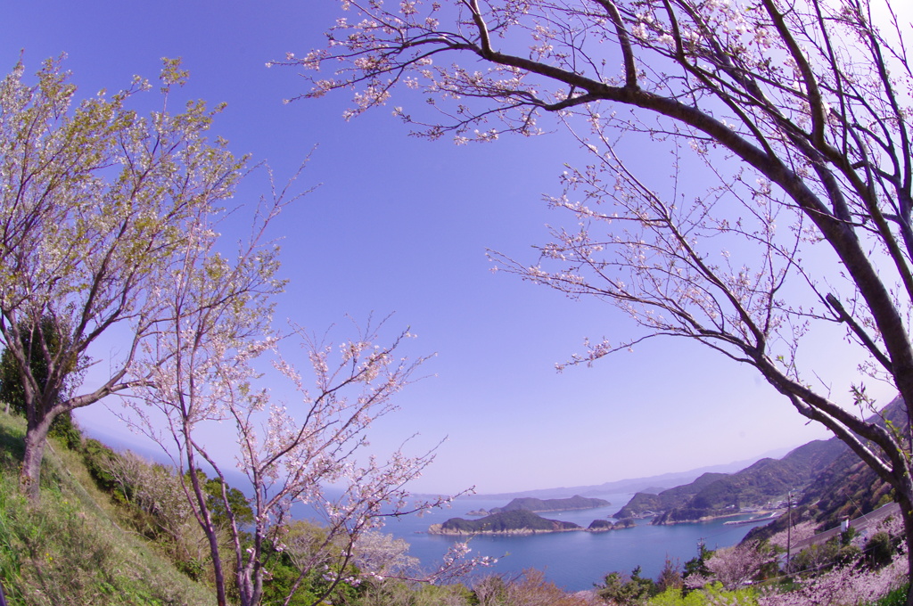 白崎 166