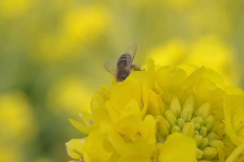 菜の花とミツバチ