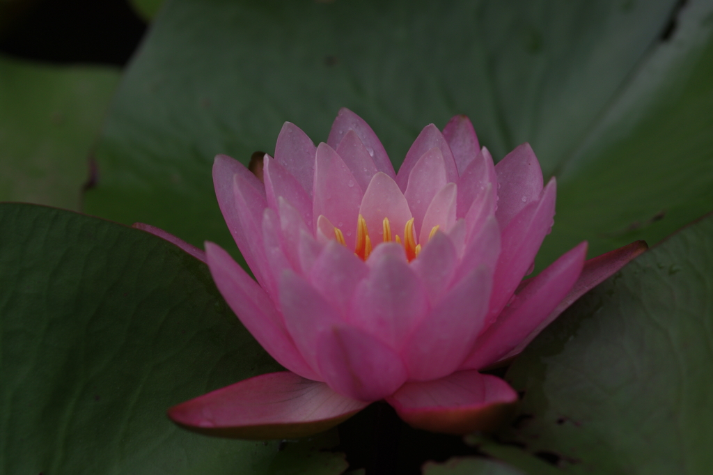 Water lily