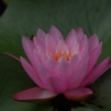 Water lily