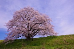 幾坂池の一本桜