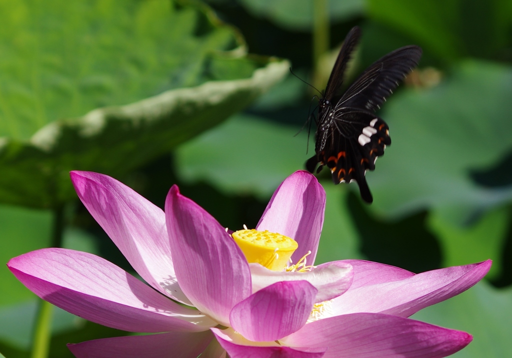 蜜を求めて