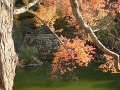 紅葉