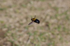 くま蜂ホバリング