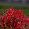 紅いシャンデリア