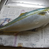 海の神様からの贈り物