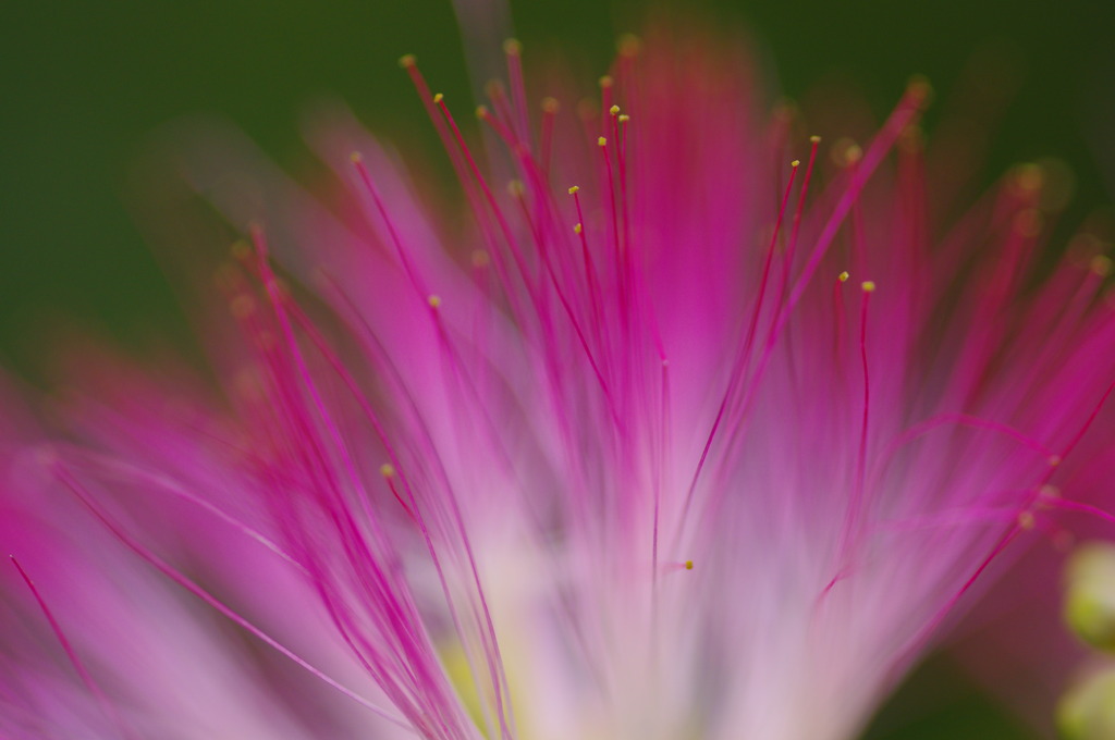 ねむの花