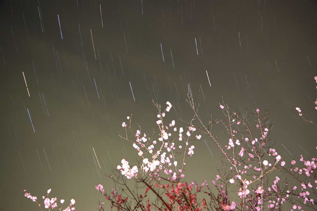 夜桜コンポ