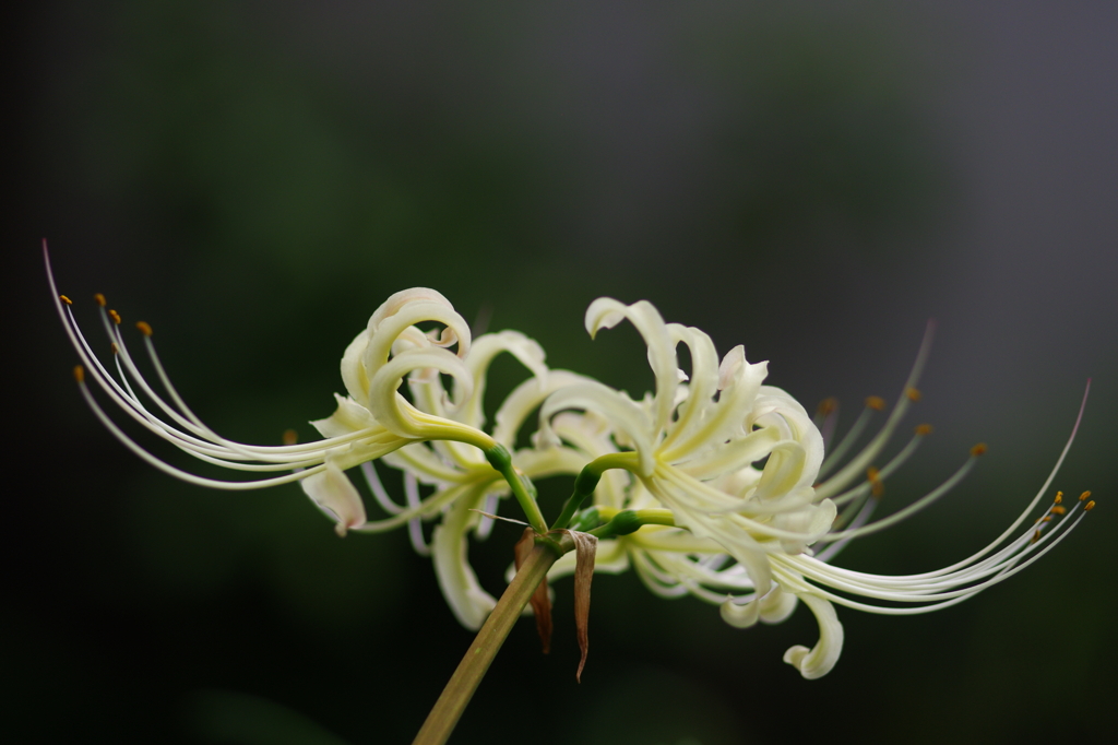 Lycoris
