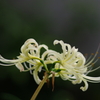Lycoris