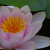庭の睡蓮