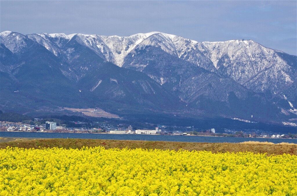 早咲き菜の花