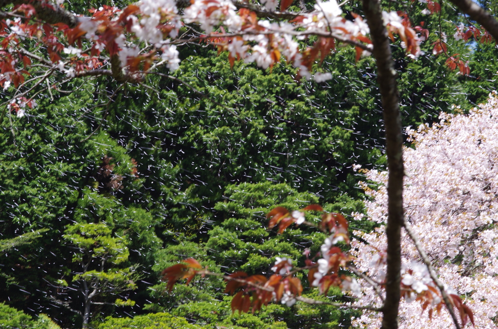 桜吹雪