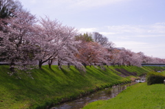 飛鳥川の堰堤桜