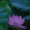 浄土３