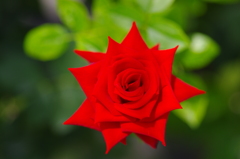 赤い薔薇
