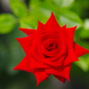 赤い薔薇