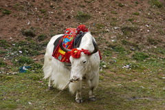 厄　青海湖の近く