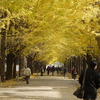 東大銀杏
