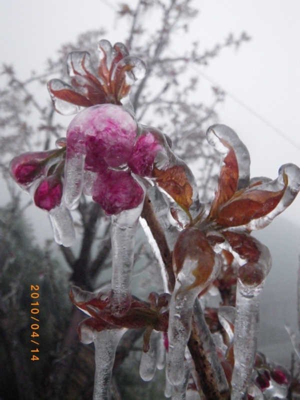 中国盧山の桜が氷