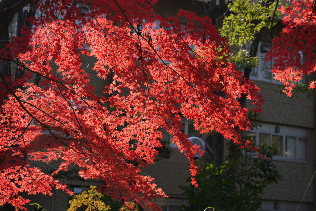 駒場東大の紅葉