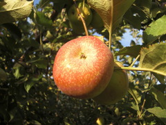 CIMG3166