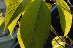 P1100083