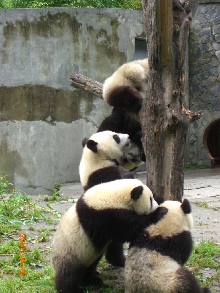 臥龍パンダ