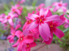 芝桜？