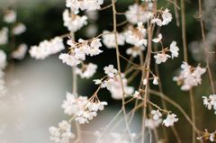 醍醐寺の枝垂れ桜