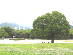 おおきな木のしたで。