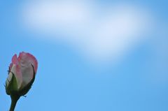 ぼんやり雲とバラの花