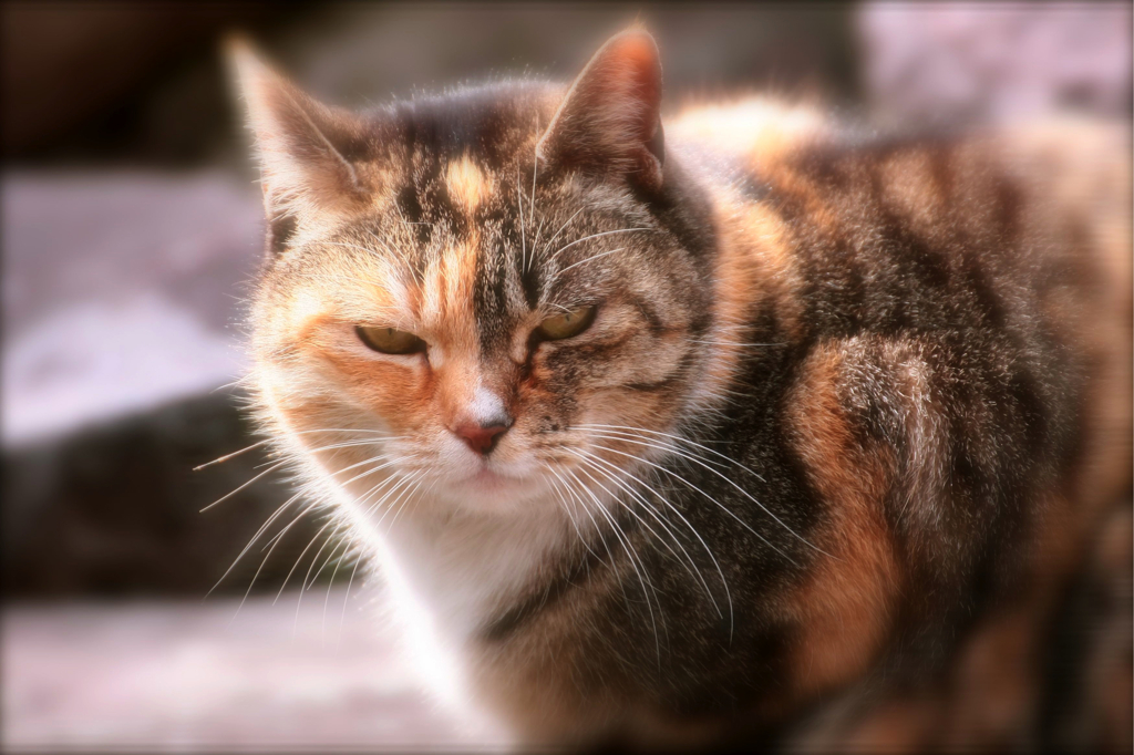 久々に猫ちゃん登場