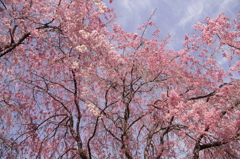 公園の桜