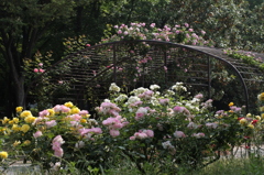 薔薇の公園