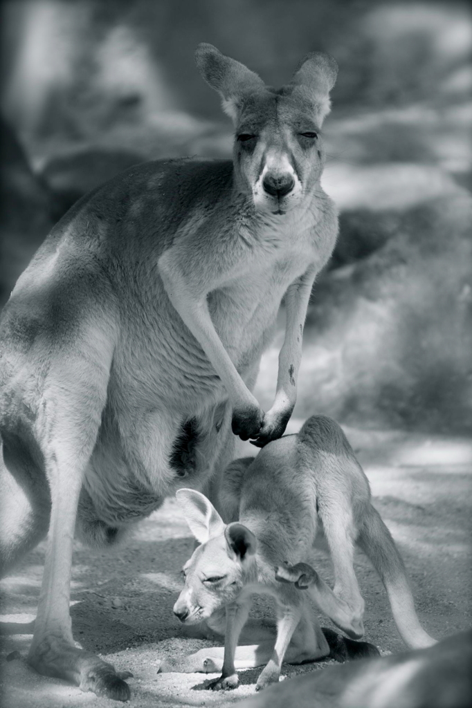 カンガルー親子と笑顔