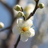 春の気配２
