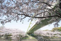 桜へ掛ける橋