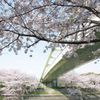 桜へ掛ける橋
