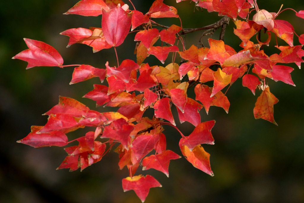 Une saison rouge profonde