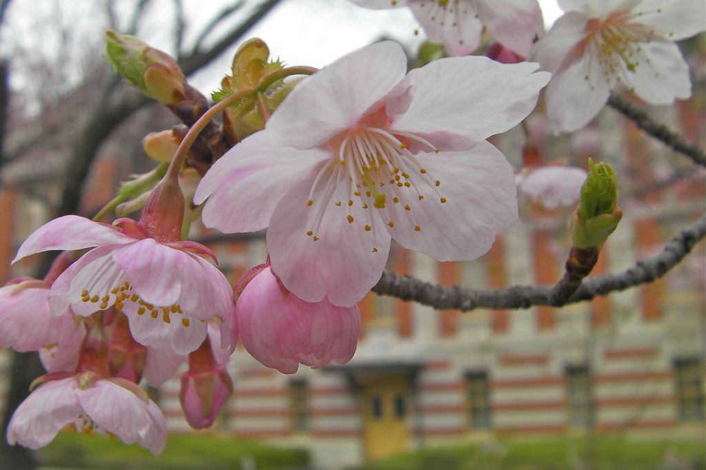 元気桜