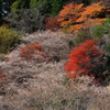 小原の四季桜