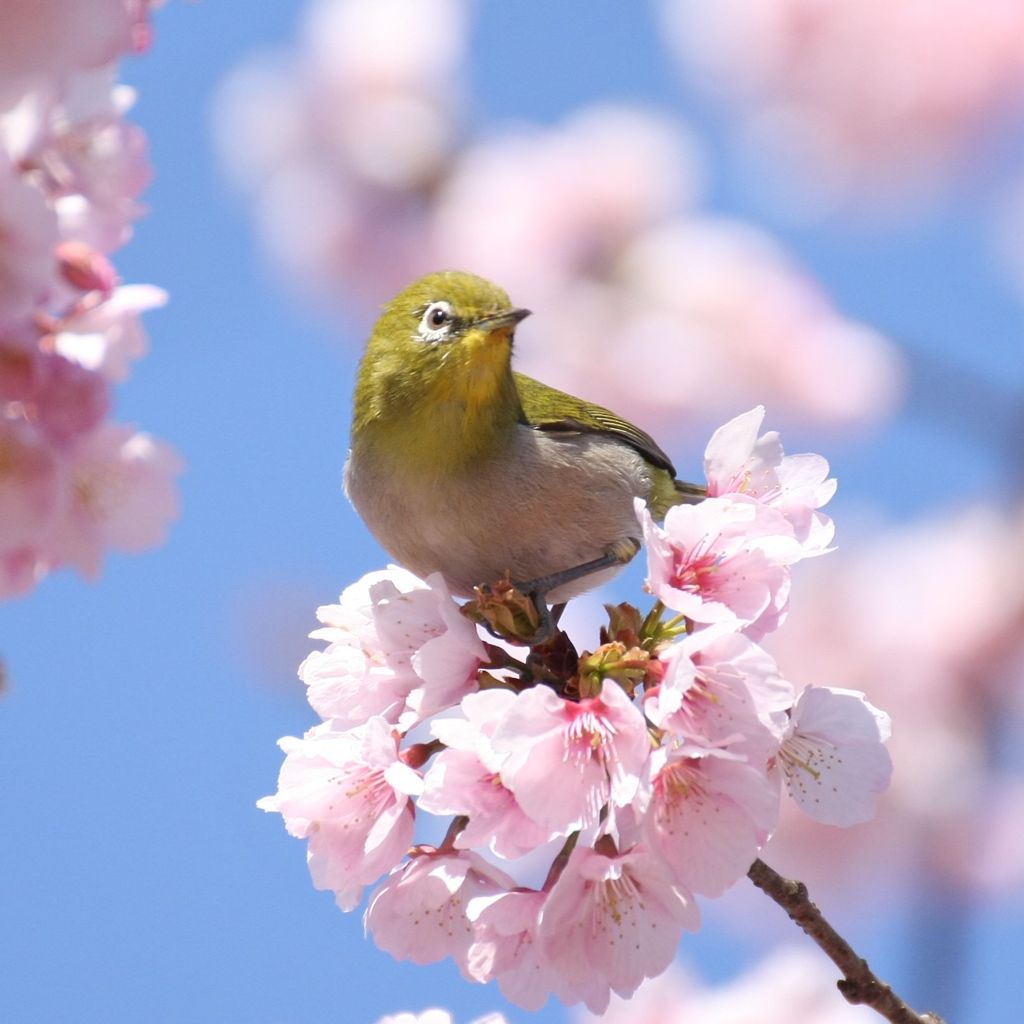 早咲き桜とメジロ