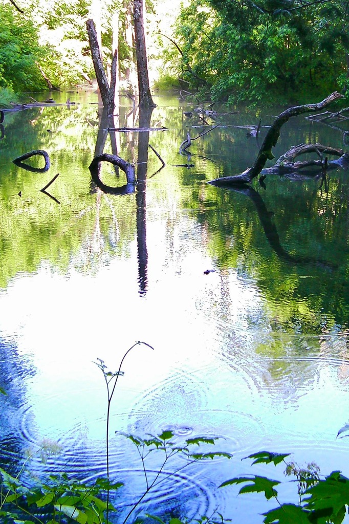倒木の池