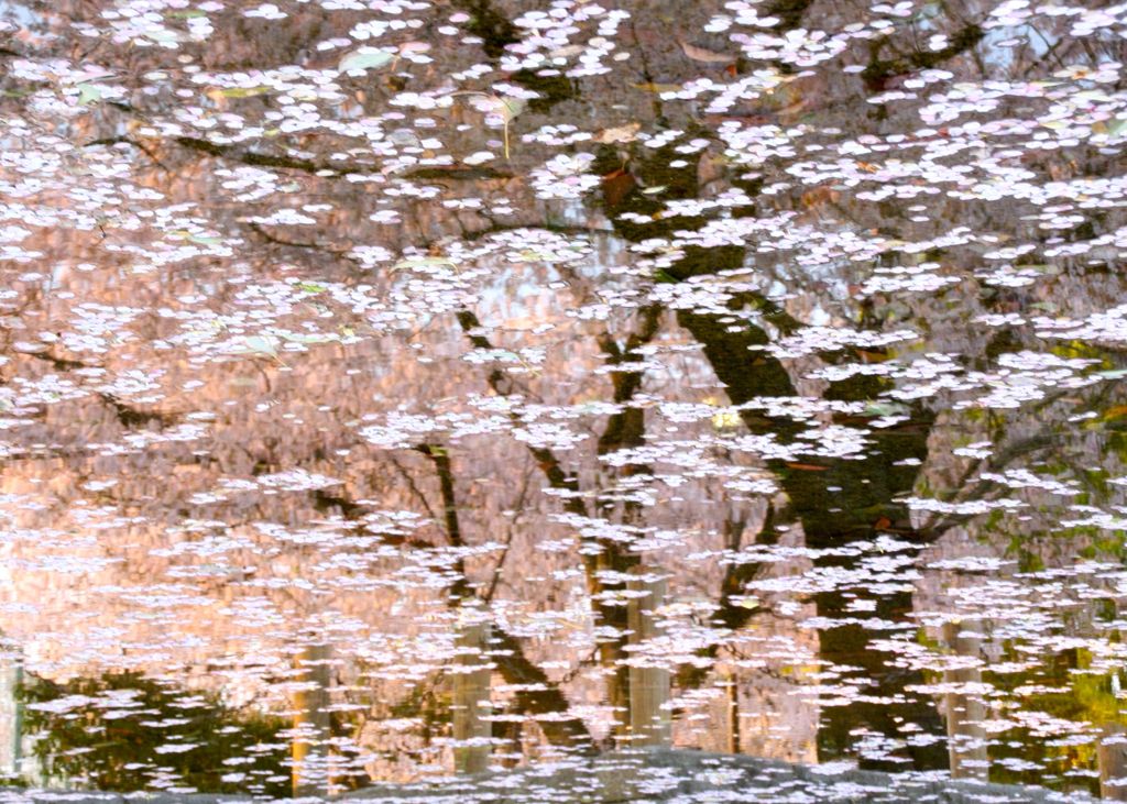 桜吹雪